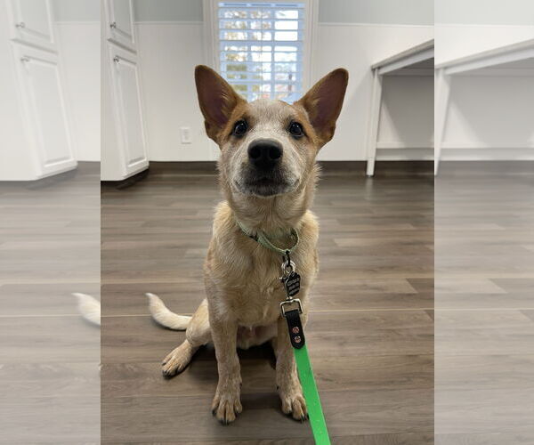 Medium Photo #7 Mutt Puppy For Sale in Garden City, NY, USA