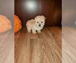 Small Photo #5 Morkie Puppy For Sale in LAPEER, MI, USA