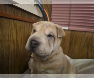 Chinese Shar-Pei Puppy for sale in APPLE VALLEY, CA, USA
