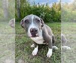 Small #2 Bulldog Mix