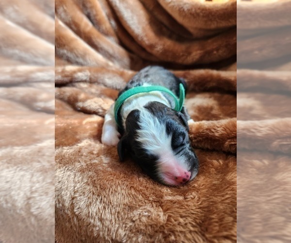 Medium Photo #7 Sheepadoodle Puppy For Sale in LEHI, UT, USA