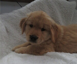Golden Retriever Puppy for sale in MECHANICSVILLE, MD, USA