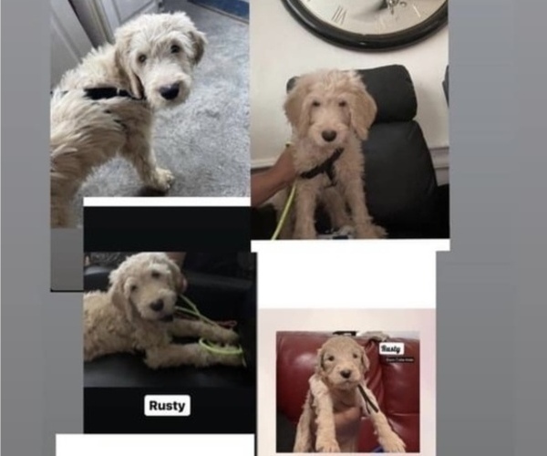 Medium Photo #3 Goldendoodle Puppy For Sale in NEW YORK, NY, USA