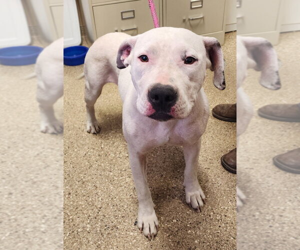 Medium Photo #2 Mutt Puppy For Sale in Great Bend, KS, USA