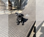 Small Photo #2 French Bulldog Puppy For Sale in ATWATER, CA, USA