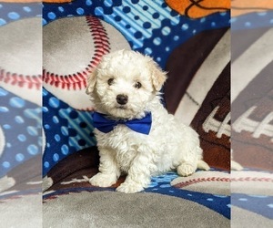 Bichon Frise-Bichpoo Mix Puppy for sale in NOTTINGHAM, PA, USA