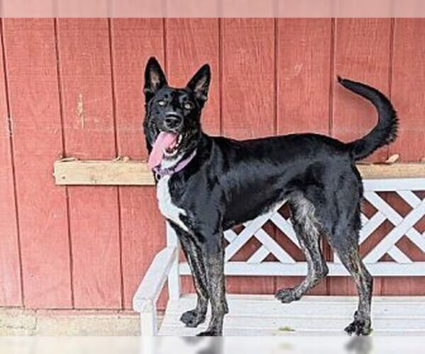 Medium Photo #1 Mutt Puppy For Sale in Dana Point, CA, USA