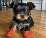 Puppy Puppy 4 Yorkshire Terrier