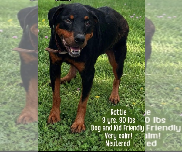 Medium Photo #1 Rottweiler Puppy For Sale in Hillsboro, NH, USA