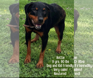 Rottweiler Dogs for adoption in Hillsboro, NH, USA