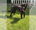 Small #1 Chihuahua Mix