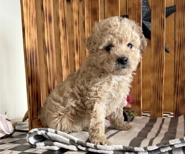 Medium Photo #3 Poodle (Miniature) Puppy For Sale in CURTISS, WI, USA
