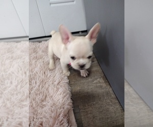French Bulldog Puppy for sale in MIAMI, FL, USA