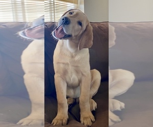 Labrador Retriever Puppy for sale in ORLAND, CA, USA