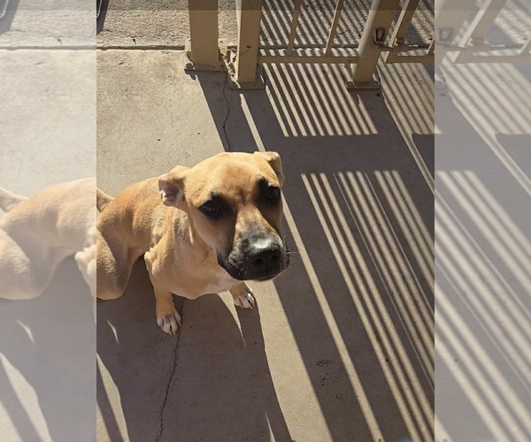 Medium Photo #1 Black Mouth Cur-Unknown Mix Puppy For Sale in phoenix, AZ, USA
