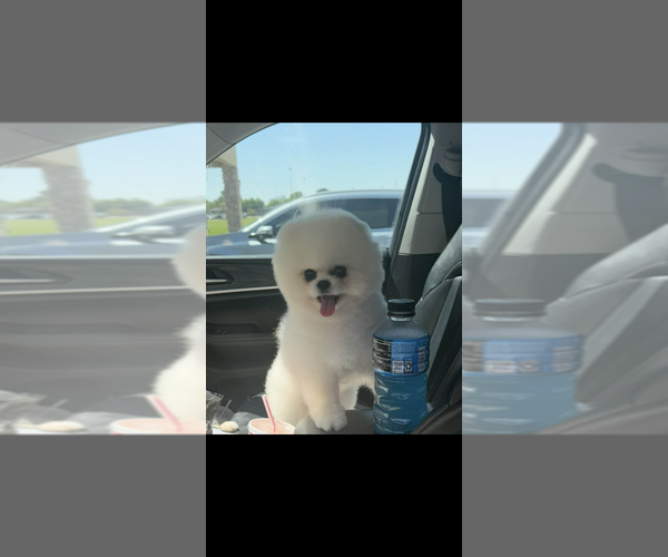 Medium Photo #2 Pomeranian Puppy For Sale in DALLAS, TX, USA