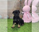 Goldie 2025 F2 - Female Catahoula Leopard Dog Puppy for Sale - Photo #7