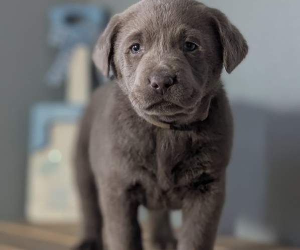 Medium Photo #39 Labrador Retriever Puppy For Sale in GOSHEN, IN, USA
