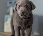 Small #5 Labrador Retriever