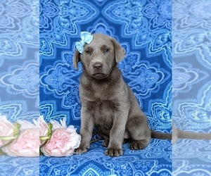 Labrador Retriever Puppy for sale in NOTTINGHAM, PA, USA