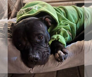 American Pit Bull Terrier-Unknown Mix Dogs for adoption in Fargo, ND, USA