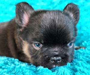 French Bulldog Puppy for sale in LAS VEGAS, NV, USA