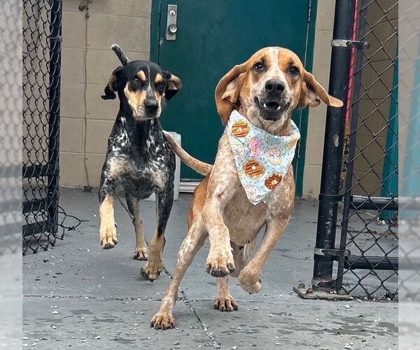 Medium Photo #2 Mutt Puppy For Sale in Elmsford, NY, USA