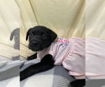 Small #3 Labrador Retriever Mix