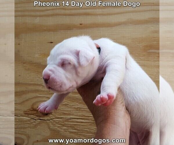 Medium Photo #28 Dogo Argentino Puppy For Sale in JANE, MO, USA