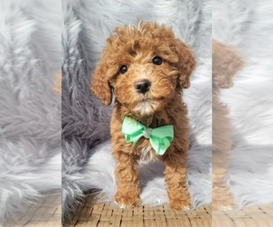 Goldendoodle (Miniature) Puppy for sale in INDIANAPOLIS, IN, USA