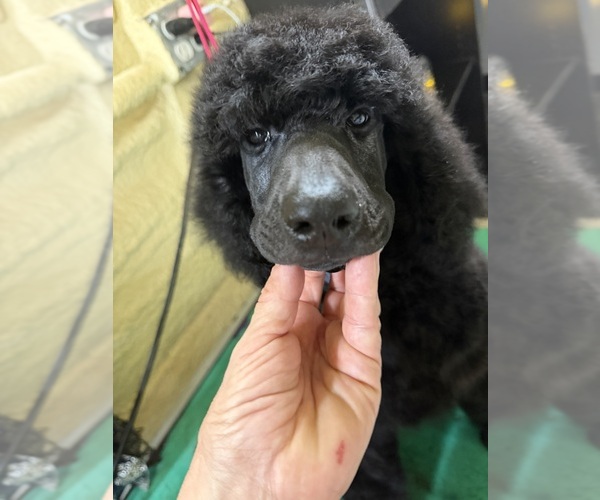 Medium Photo #1 Poodle (Standard) Puppy For Sale in OKEECHOBEE, FL, USA