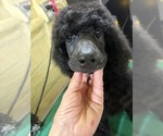 Puppy 1 Poodle (Standard)