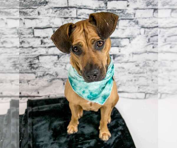 Medium Photo #8 Mutt Puppy For Sale in Kennesaw, GA, USA