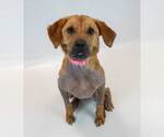 Small #4 Mutt