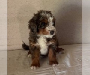 Bernedoodle Puppy for sale in FREDONIA, PA, USA