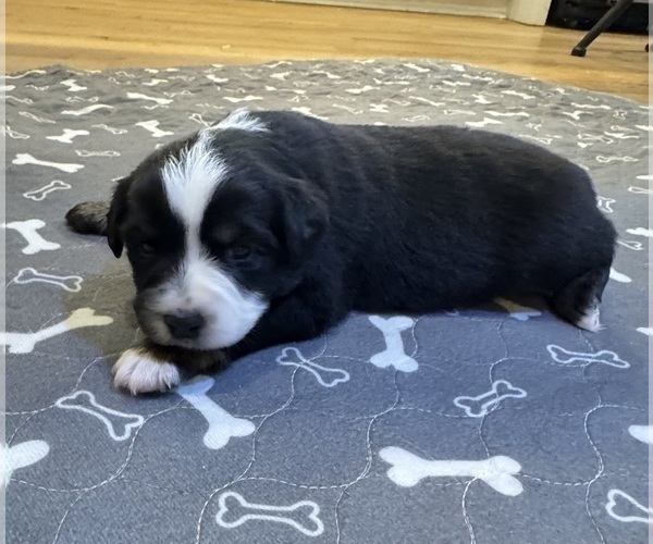 Medium Photo #18 Australian Shepherd Puppy For Sale in SALISBURY, NC, USA