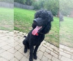 Small Photo #1 Goldendoodle Puppy For Sale in MAYWOOD, IL, USA