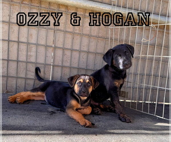 Medium Photo #2 German Shepherd Dog-Unknown Mix Puppy For Sale in Riverside, CA, USA