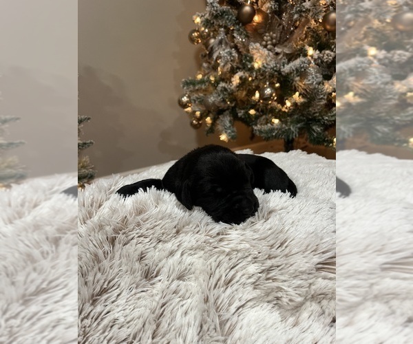 Medium Photo #10 Labrador Retriever Puppy For Sale in DAVEY, NE, USA