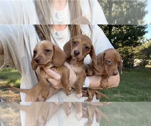 Dachshund Puppy for sale in RAMER, TN, USA