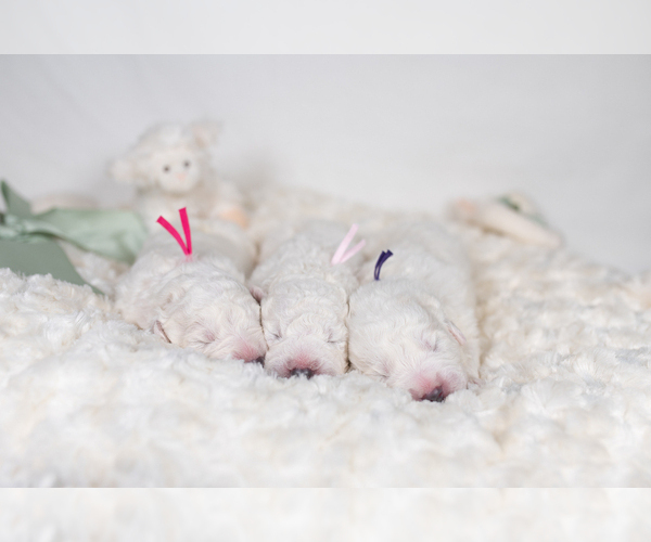 Medium Photo #12 Maremma Sheepdog Puppy For Sale in CONWAY, MO, USA