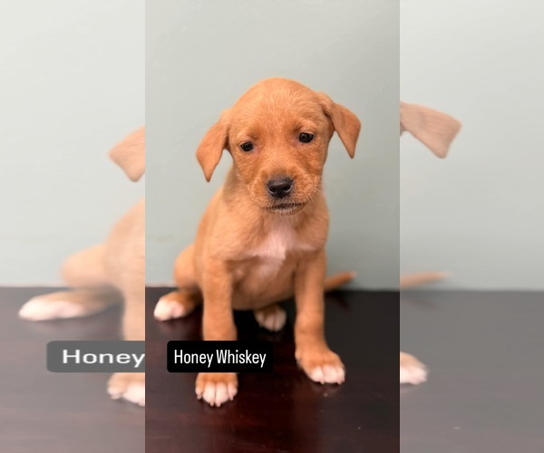 Medium Photo #1 Labrador Retriever-Unknown Mix Puppy For Sale in Duluth, MN, USA