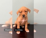 Small American Pit Bull Terrier Mix