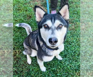 Siberian Husky Dogs for adoption in Sacramento, CA, USA