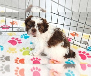 ShihPoo Puppy for sale in ORO VALLEY, AZ, USA