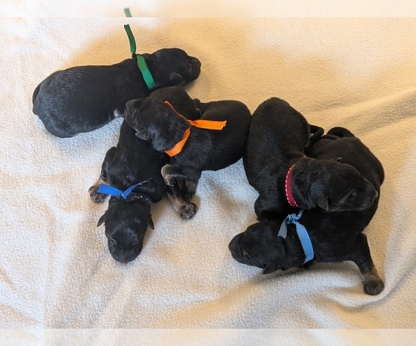 Medium Photo #3 German Shepherd Dog Puppy For Sale in OAK GROVE, OR, USA