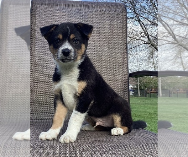 Medium Photo #12 Australian Cattle Dog-Border Collie Mix Puppy For Sale in RICHMOND, MI, USA