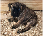 Small Photo #17 Cane Corso Puppy For Sale in BEECH GROVE, IN, USA