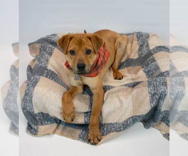 Medium Photo #2 Labrachow Puppy For Sale in Kennesaw, GA, USA