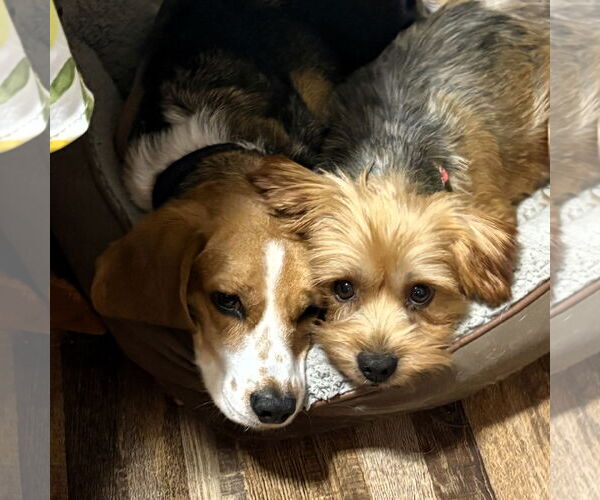Medium Photo #5 Mutt Puppy For Sale in Fargo, ND, USA